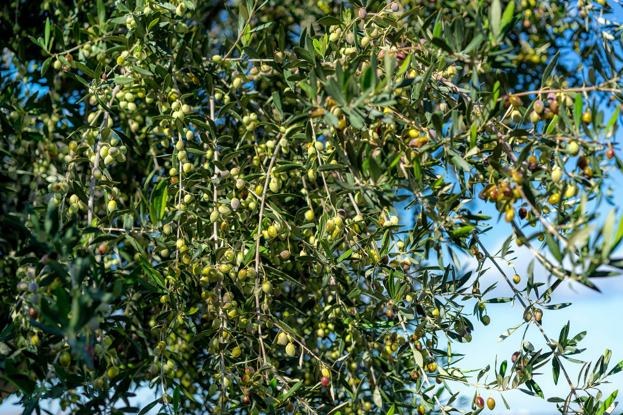 Olive Garden Perama (Crete)